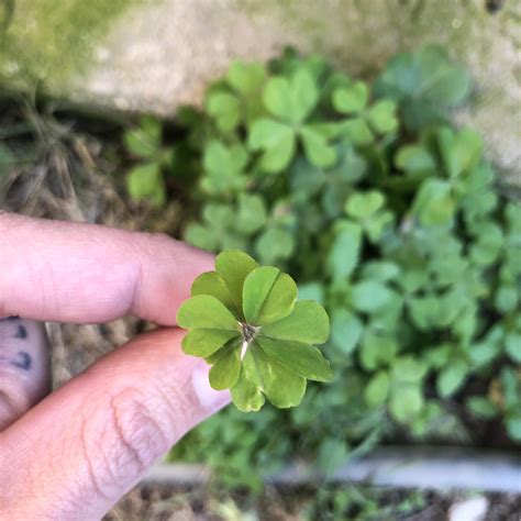 Found a 6 leaf clover : r/pics