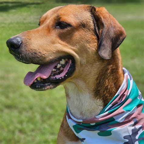 Dog for adoption - Sammy, an Anatolian Shepherd & Hound Mix in ...