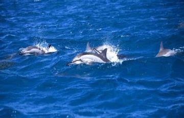 3 Days 2 Nights Ile aux cerfs Holiday Package | Caudan Waterfront ...