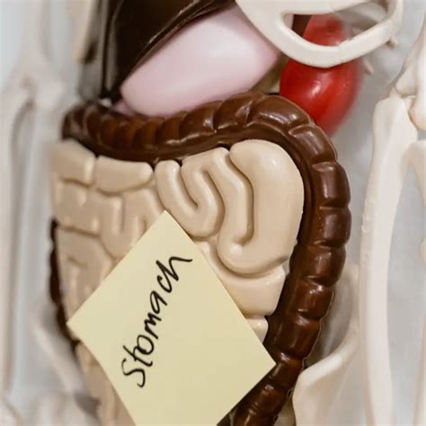 Image result for GI Study Map