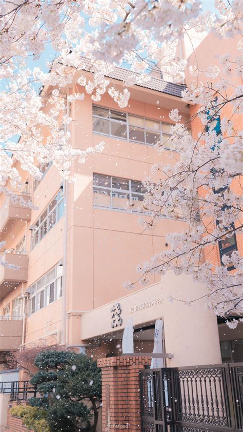 温柔的樱花树下 @日本旅拍摄影师kelvin李|樱花树|摄影师|日本_新浪新闻