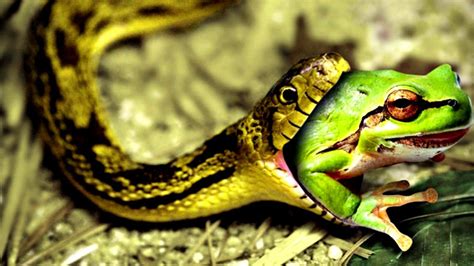 Image result for Python vs Frog