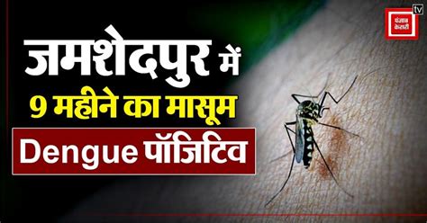 जमशेदपुर में 9 महीने का मासूम बच्चा Dengue पॉजिटिव, ऐसे करें डेंगू ...
