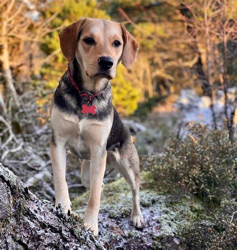 The Ultimate Guide To Beagle Lab Mix: Traits, Care, And Training
