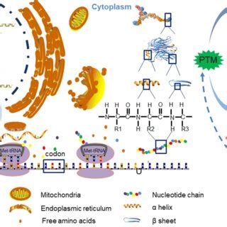 Image result for Acetylation Post-Translational Modification Mechanism