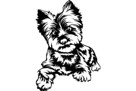 Image result for Small Dog Drawing