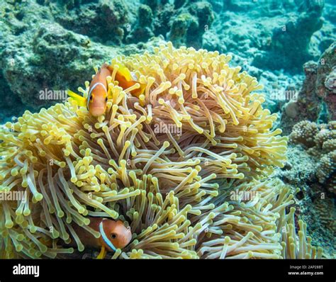 Pink skunk clownfish, The Maldives Stock Photo - Alamy