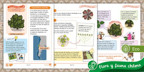 Ficha Informativa: Flora Chilena - Quillay (teacher made)