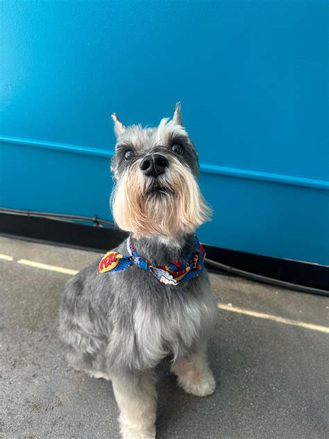 Creative Grooming Services, Creative Dog Grooming | Chicago, IL | Sandy ...