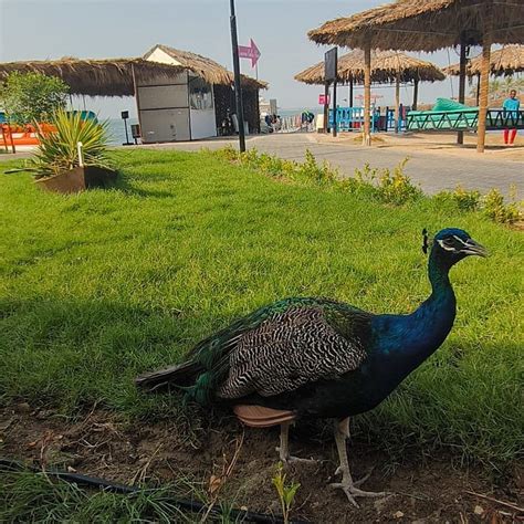 LAGOONA BEACH LUXURY RESORT & SPA (Bahrain/Manama) - Hotel Reviews ...