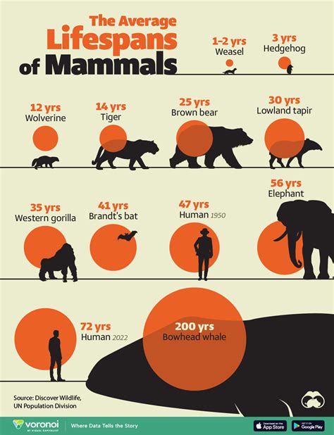 The Average Lifespans of Mammals