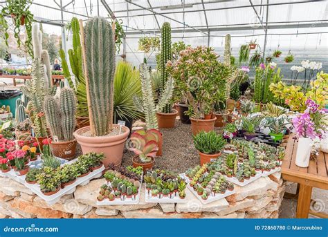 Mix of Succulent Plants Inside a Greenhouse Stock Photo - Image of ...