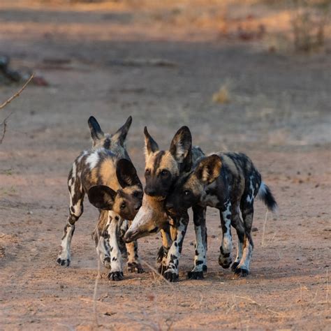 Are Domestic Dogs Pack Animals