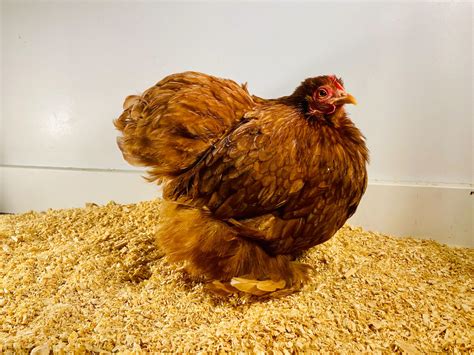 Red Cochin Bantams - The American Poultry Association (APA)