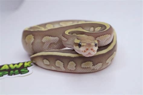 Image result for Butter Ball Python Morph