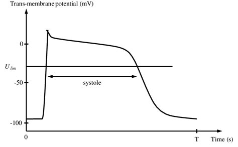 Image result for Transmembrane Potential