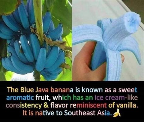 Image result for Blue Java Ice Cream Banana