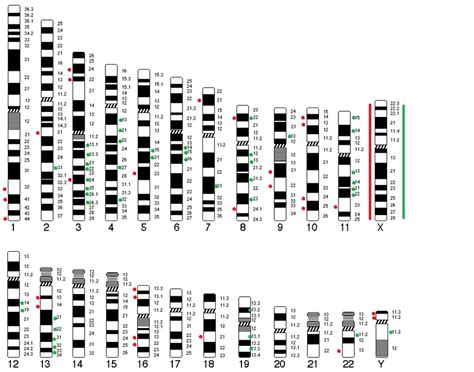 Image result for Level of Chromosomal Copy Number Variation