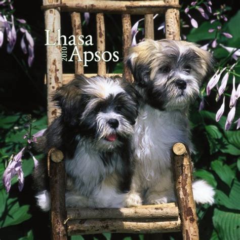 Lhasa Apsos Puppies 2010 Mini Wall : BrownTrout Publishers Inc: Amazon ...