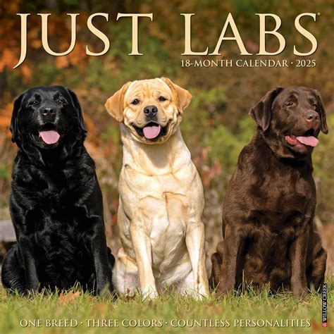 Buy Just Labs 2025 12 X 12 Wall Calendar Book Online at Low Prices in ...