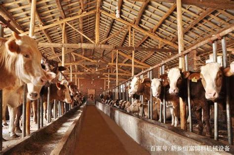 西门塔尔牛犊3-6个月贵州肉牛苗牛幼仔养殖技术种鲁西黄牛-阿里巴巴