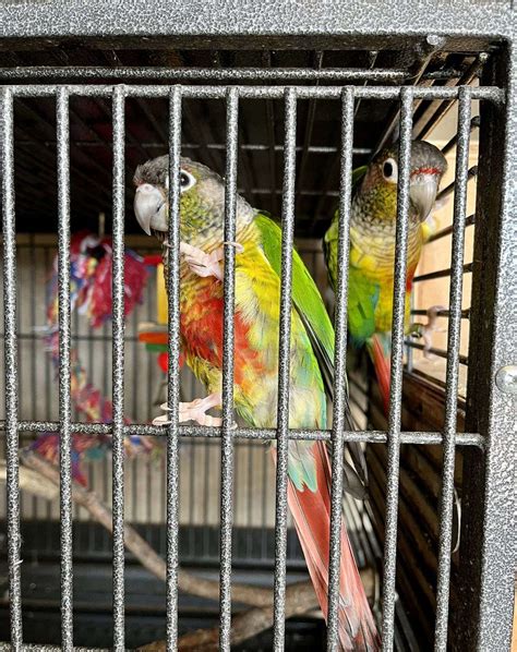 Proven Breeding Pair Yellow sided Green Cheek Conures