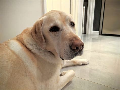 Free Images : yellow lab, drooling, dog breed, dog like mammal ...
