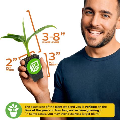 Gros Michel "Big Mike" Banana - Musa – Wellspring Gardens