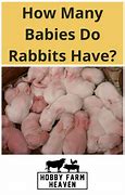 Image result for Rabbit Offspring Baby
