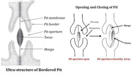 Vascular Bundles - Definition, Structure, Types, Functions - Biology ...