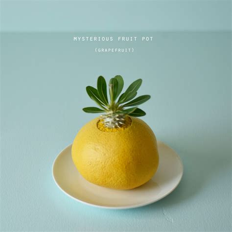 mysterious fruit pot (grapefruit) パキポディウム・エブレネウム | echidna