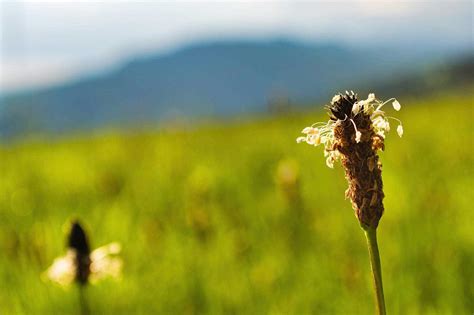 Llantén (Plantago major, Plantago lanceolata) - Dulce Revolución