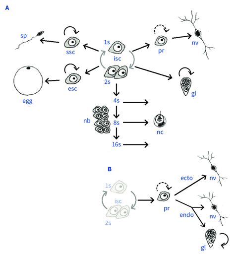 Image result for ISC Cell