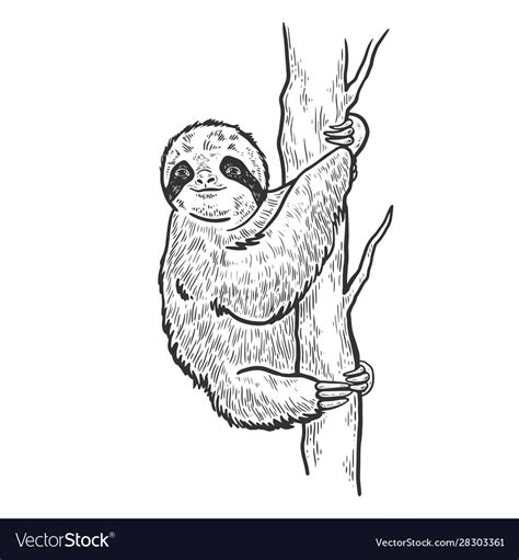 Image result for How to Draw a Two Toed Sloth