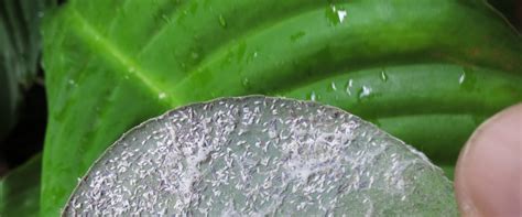 Image result for Scale Insect Control