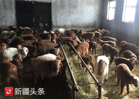 共享牧场 让低收入农户一起发“羊”财