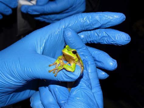 Eastern Tree Frog 的图像结果