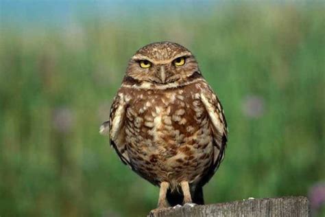 World of Birds, Cape Town