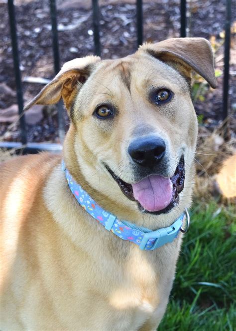 Adopt a Pet | Alameda County Sheriff's Office, CA
