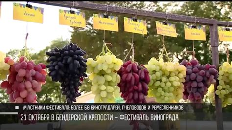 Фестиваль винограда в Бендерской крепости | Первый Приднестровский