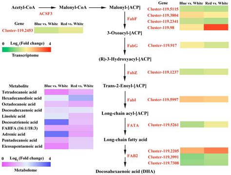 Transcriptomic and Metabolomic Analysis Reveal the Effects of Light ...