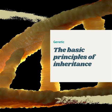 Image result for Inheritance Basic Picture