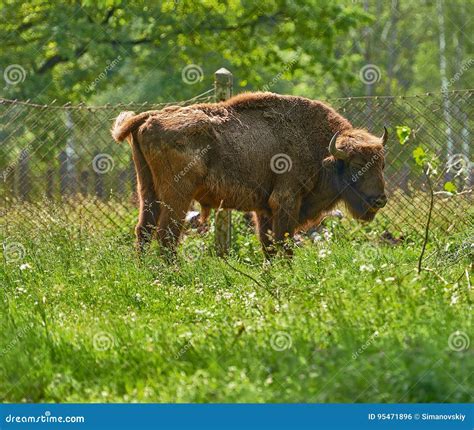 Reserve for Bison and Buffalo in the Moscow Region, Russia. Stock Photo ...