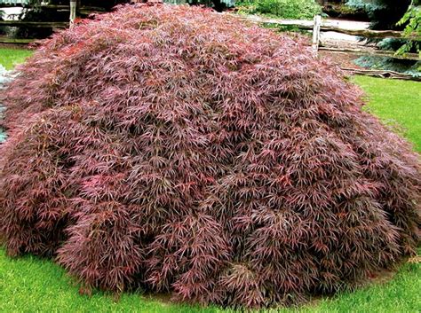 Dwarf japanese maple full sun - reneryX