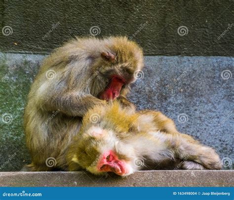 Japanese Macaque Couple Grooming, Typical Social Primate Behavior, Tropical Monkeys from Japan ...