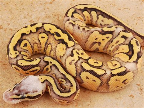 Superfly Ball Python 的图像结果