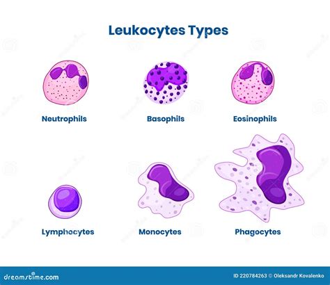 Tipos De Glóbulos Blancos. Tipos De Leucocitos Ilustración del Vector - Ilustración de sangre ...