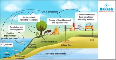 Nutrient cycle: Definition, Types, Examples & Carbon cycle | AESL