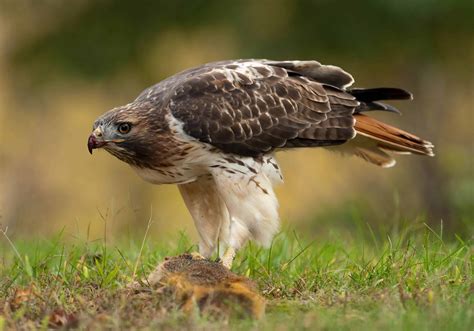 Do Red Tailed Hawks Eat Prairie Dogs