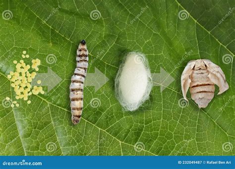 Silk Moth Silkworm Life Cycle Important Stages Stock Image, 50% OFF
